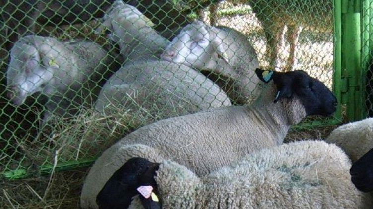 Снимка: Булфото