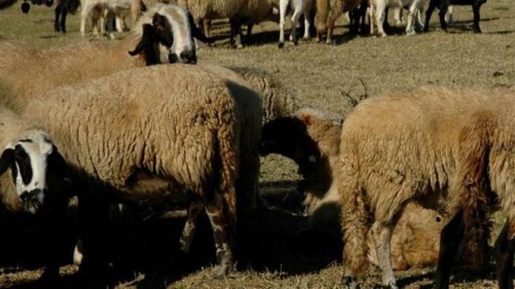 Снимка: Булфото