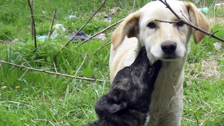 Снимка: Булфото