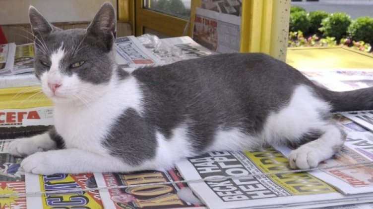 Снимка: Булфото