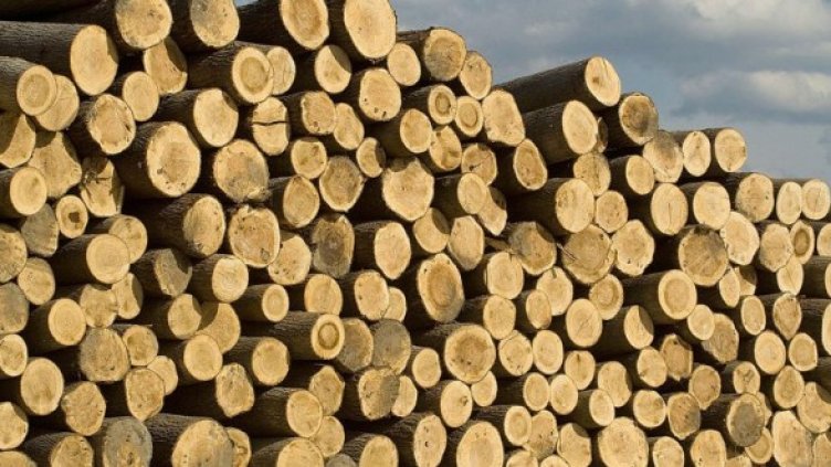 Снимка: Булфото