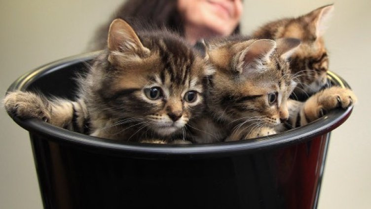 Снимка: Getty Images/Guliver Photos