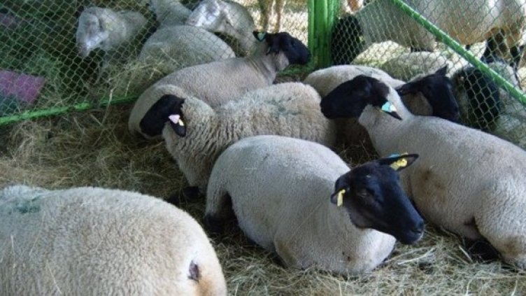 Снимка: Булфото