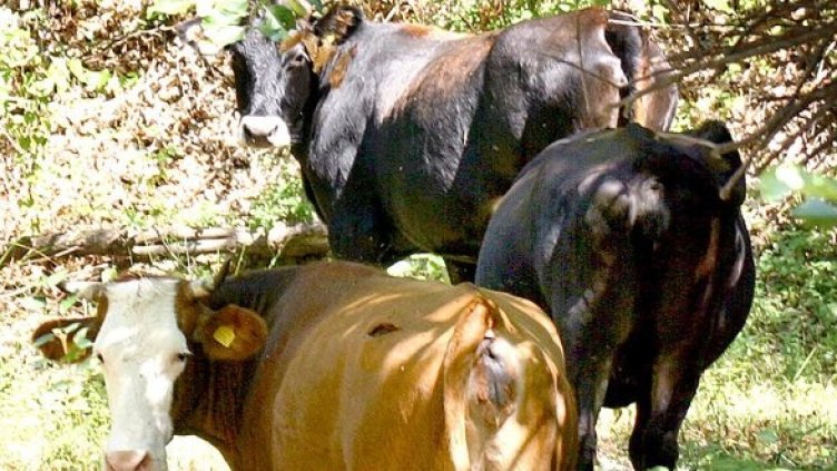 Снимка: Булфото