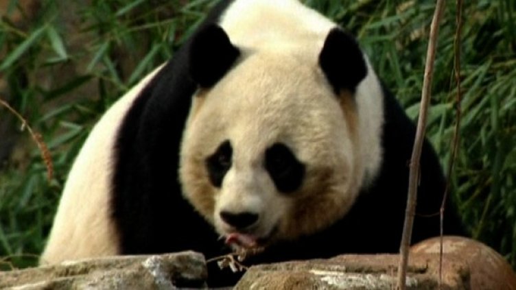 Ако не става с добро, се включват пандите