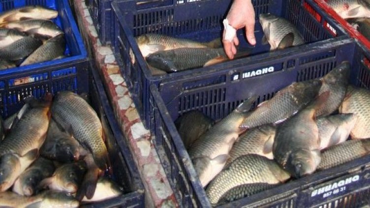 Снимка: Булфото