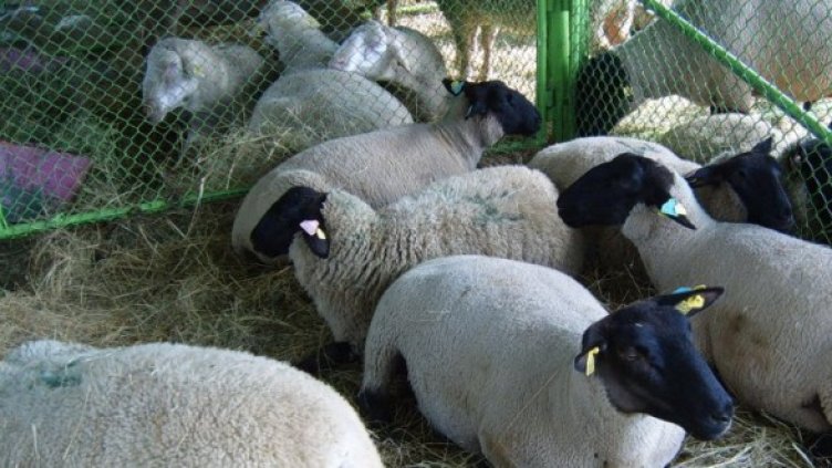 Снимка: Булфото