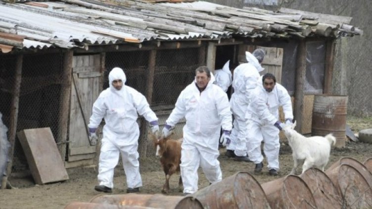Собствениците на унищожени животни ще бъдат обезщетени Снимка: Булфото