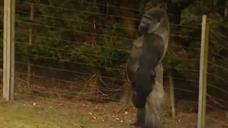 Гордият Амбам. Снимка: уoutube