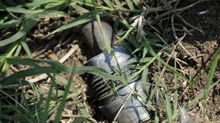 Снимка: Булфото