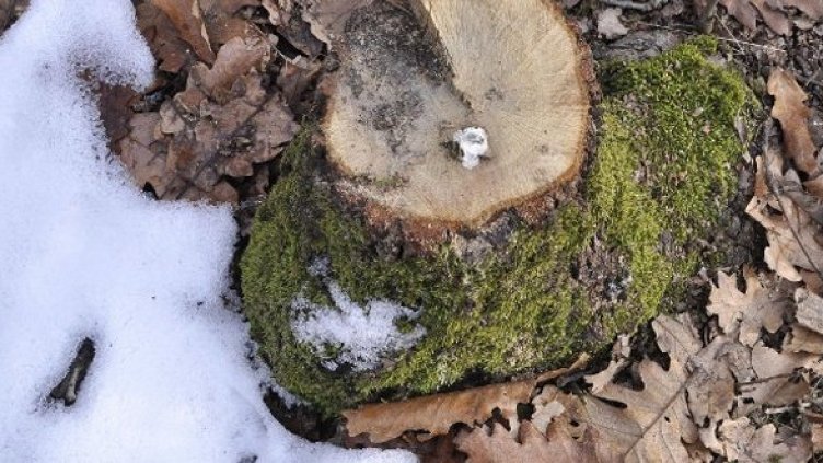 Снимка: Булфото