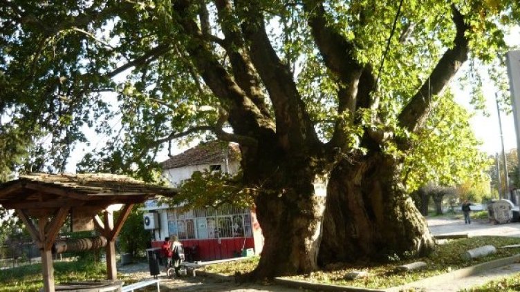 600-годишният чинар в Гърмен. Снимка: treeoftheyear.org