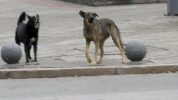 В София има над 9000 бездомни кучета. Снимка: Булфото