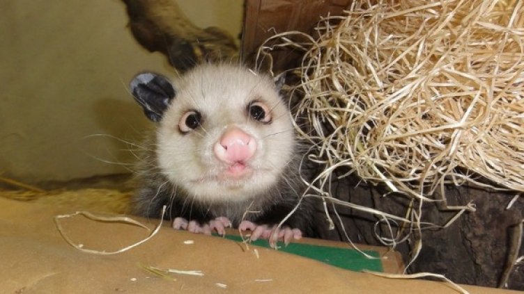 Опосумът Хайди. Снимка: Reuters