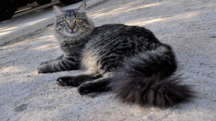 Снимка: Getty Images/Guliver Photos