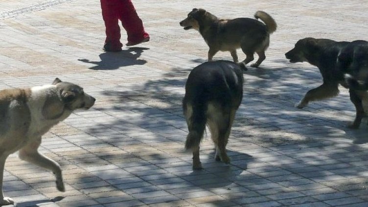 Снимка: Булфото