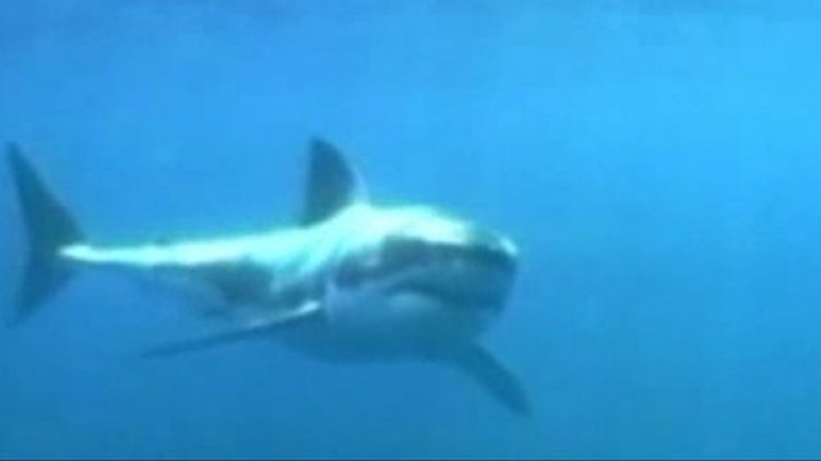 Големи бели акули нападнаха австралиец