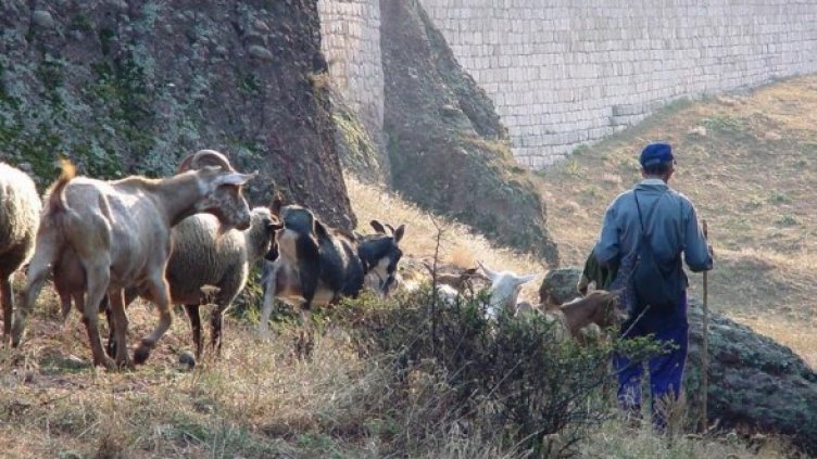 Снимка: Булфото