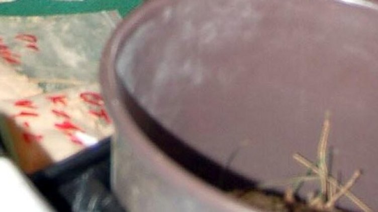 Снимка: Булфото