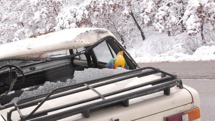 Снимка: Булфото