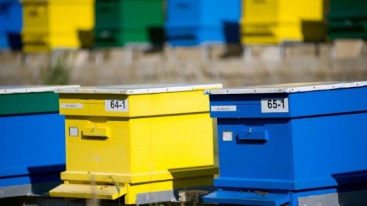 Снимка: Булфото