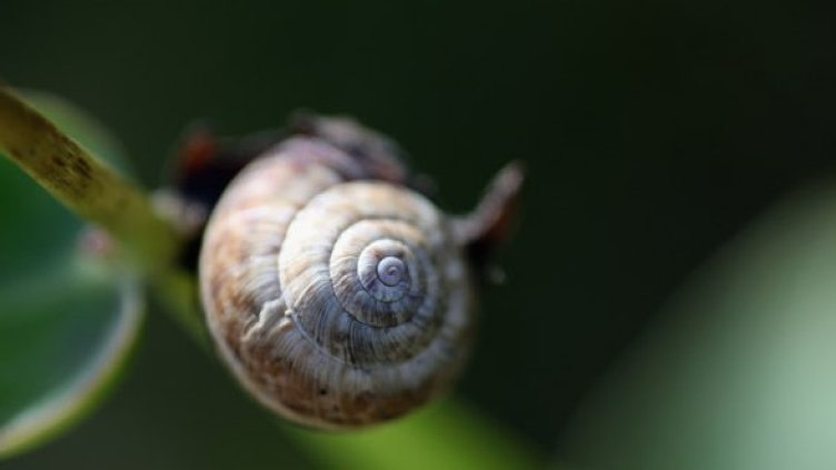 Снимка: Getty Images/Guliver Photos