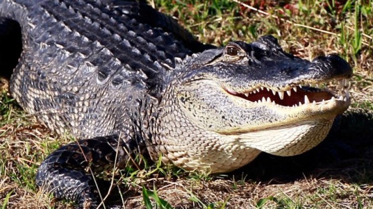 Снимка: Getty Images/Guliver Photos