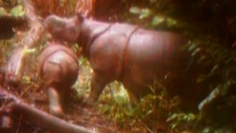 Я, кой се криел в джунглата