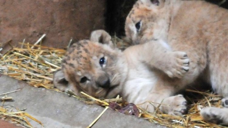 Снимка: Булфото