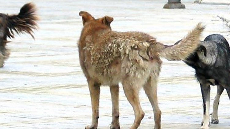 Снимка: Булфото