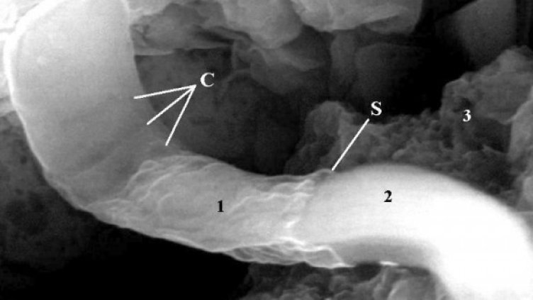 Снимка:  Richard B. Hoover / Journal of Cosmology