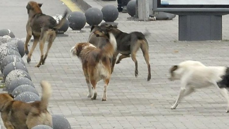 Глутница, тичаща из София. Снимка: Булфото