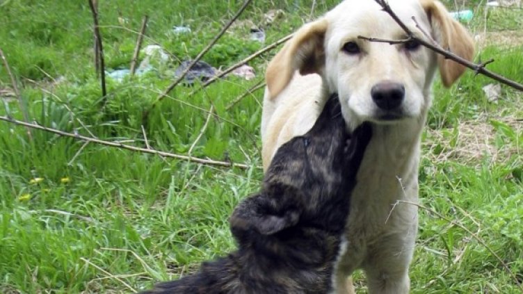 Снимка: Булфото