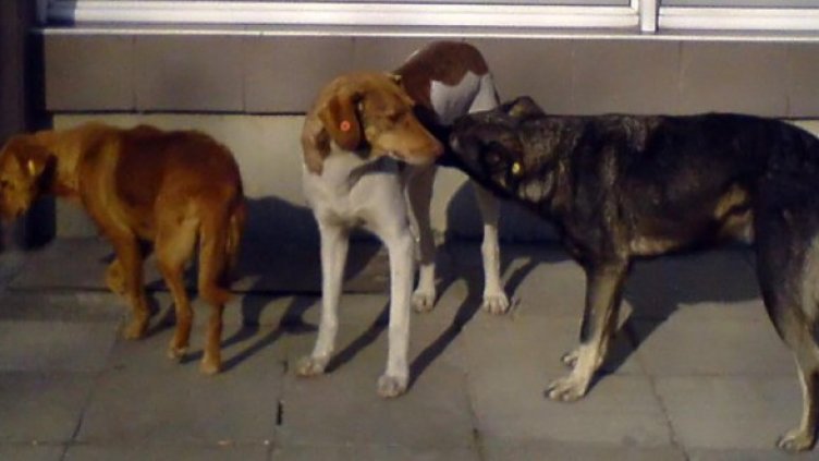 Снимка: Булфото