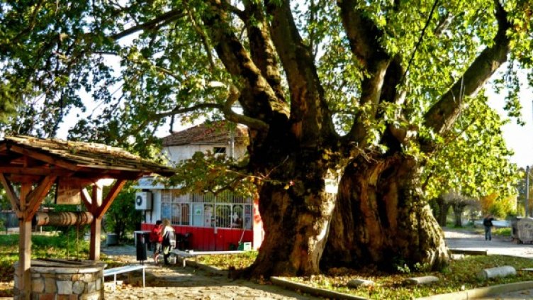 Чинарът в с. Гърмен, който се класира на второ място. Снимка: Фондация "ЕкоОбщност"