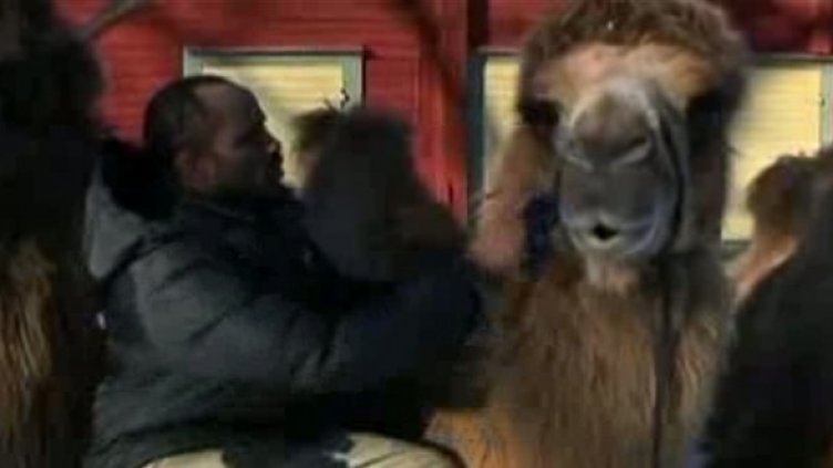 Сомалиец отглежда камили в Швеция. Наистина