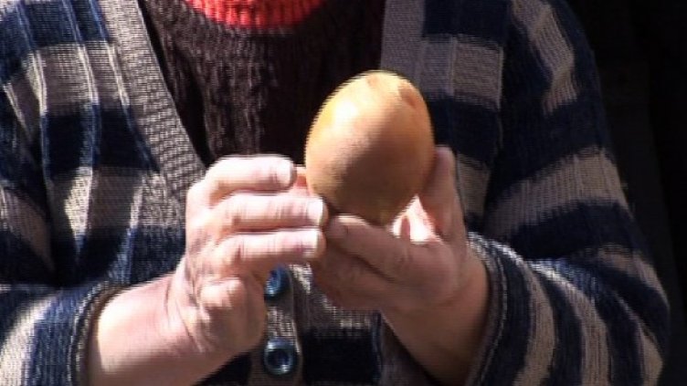 Кокошка ударничка снесе гигантско яйце