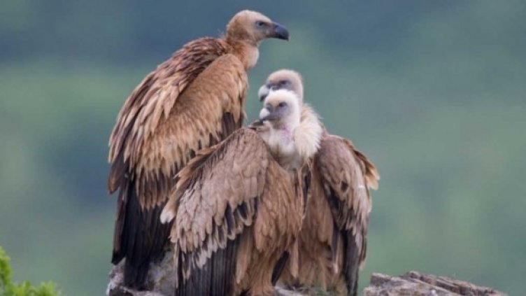 Снимка: БДЗП