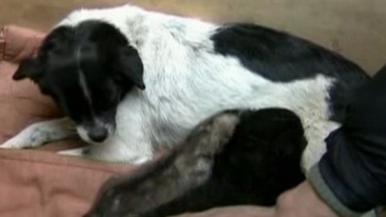 Куче дойка храни пантера и вълче