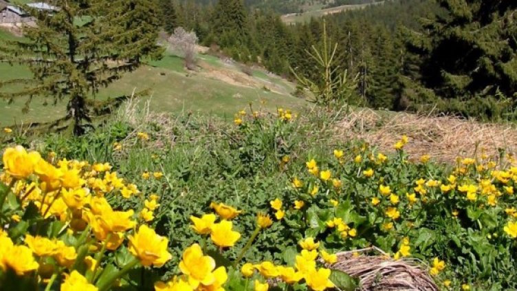 Снимка: Булфото