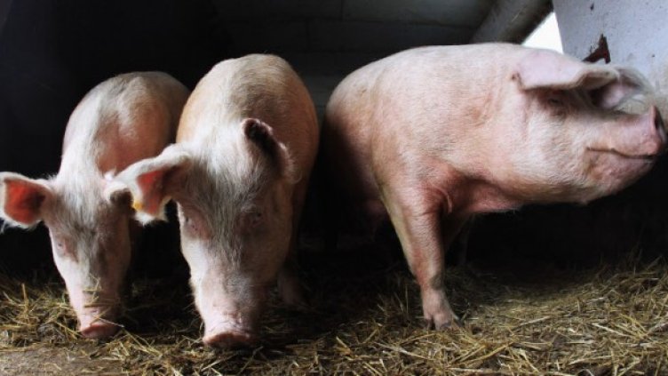 Снимка: Getty Images/Guliver Photos