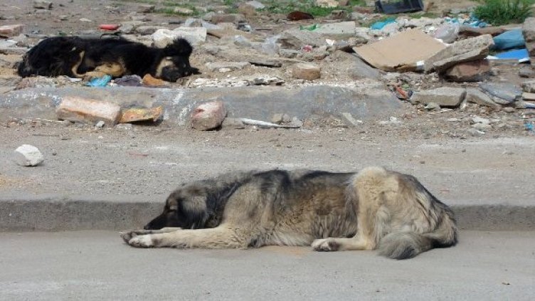 Снимка: Булфото