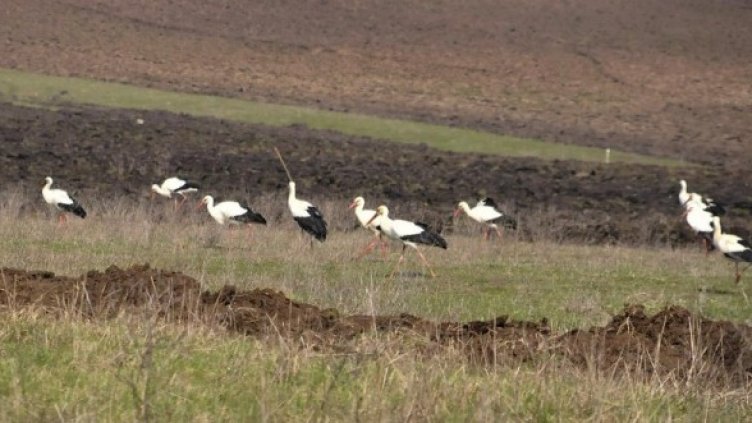 Щъркели завладяха нивите около Бургас
