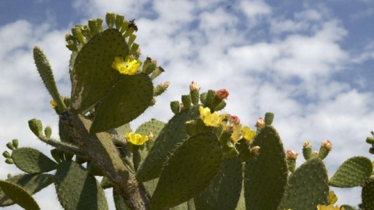 Снимка: Булфото