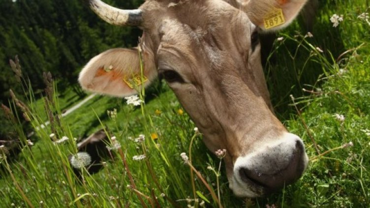 Снимка: Getty Images/Guliver Photos