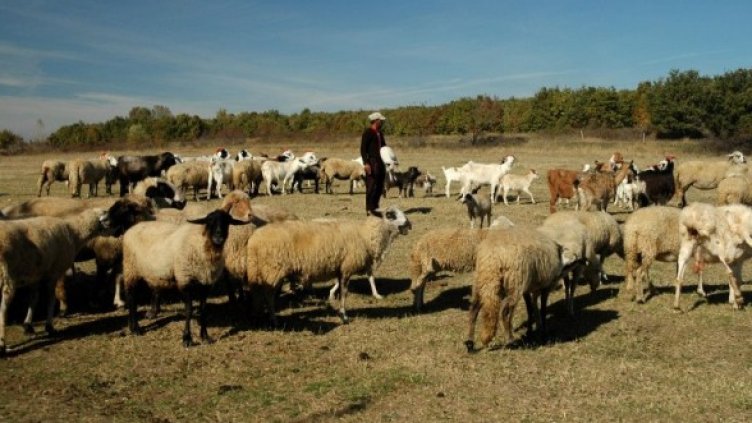 Снимка: Булфото