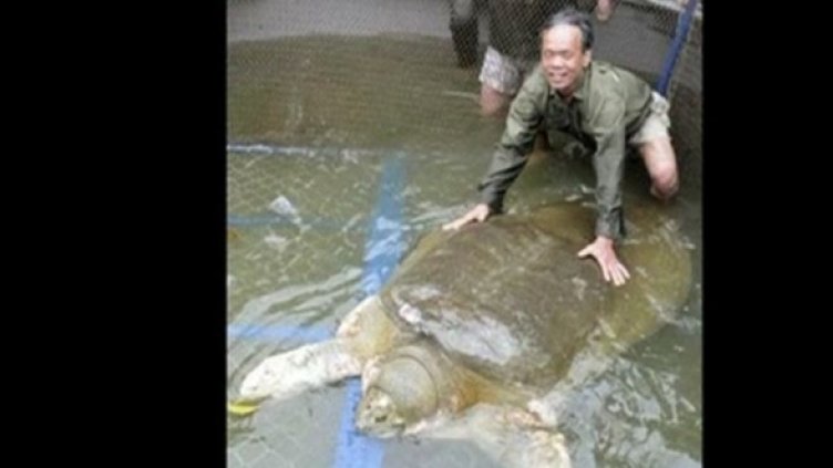 Спасяване на 100-годишна гигантска костенурка