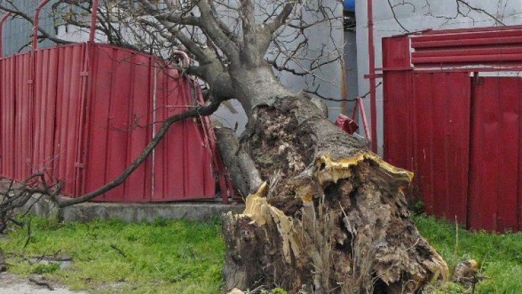 Бурята в Ловеч изкорени дърво. Снимка: БТА