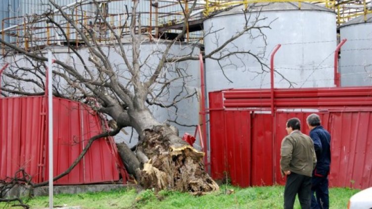 Снимка: Булфото