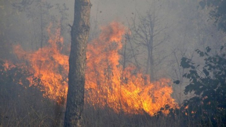 Снимка: Архив Булфото